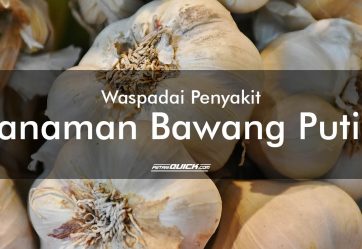 Waspadai Penyakit Tanaman Bawang Putih Ini