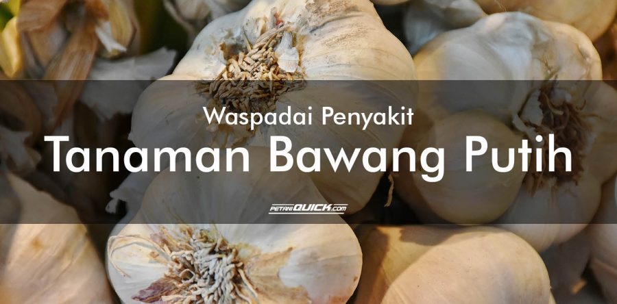 Waspadai Penyakit Tanaman Bawang Putih Ini
