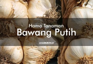 Hama Tanaman Bawang Putih