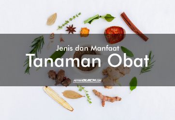 artikel pertanian, manfaat tanaman, manfaat tanaman untuk kecantikan, manfaat tanaman untuk kesehatan, obat, obat gusi berdarah, obat sakit gigi, pengolahan tanah, pertanian, petani quick, portal informasi