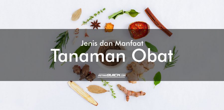 10 Jenis Tanaman Obat dan Manfaatnya (Part 2)