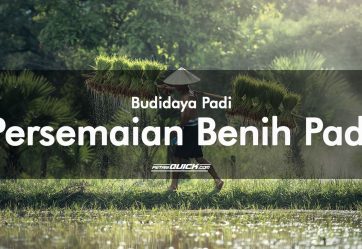 Cara Mudah dan Efektif Persemaian Benih Padi