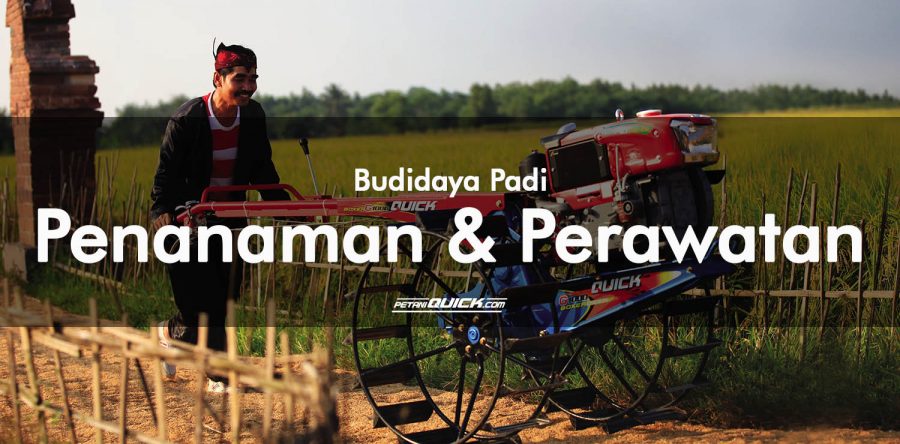 Cara Budidaya Tanaman Padi Agar Hasil Berlimpah