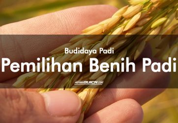 Cara Mudah dan Tepat Pemilihan Benih Padi Kualitas Unggul