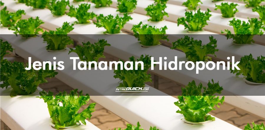 jenis tanaman hidroponik  menguntungkan petani quick
