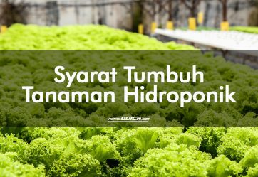 Syarat Tumbuh Tanaman Hidroponik