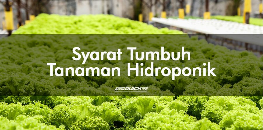 Syarat Tumbuh Tanaman Hidroponik