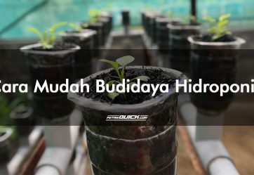 Cara Mudah Budidaya Hidroponik di Rumah