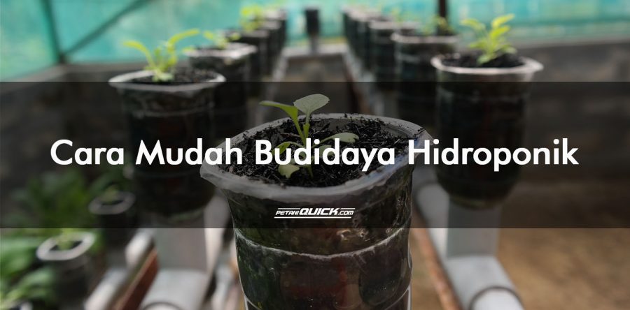 Cara Mudah Budidaya Hidroponik di Rumah