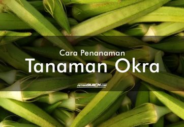 Cara Menanam Tanaman Okra dalam Bedengan