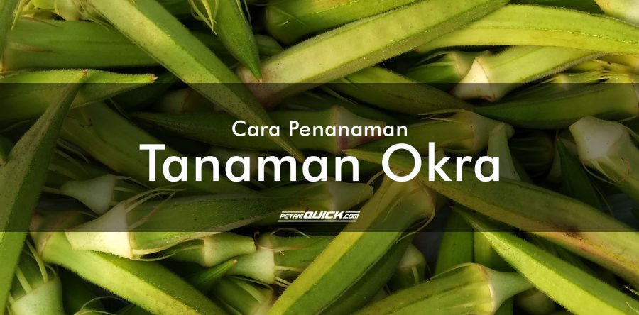 Cara Menanam Tanaman Okra dalam Bedengan