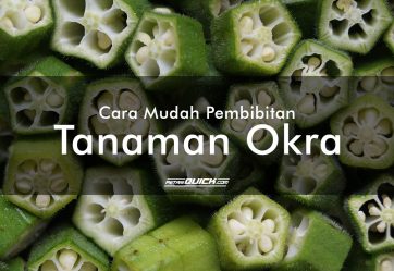 Cara Mudah Pembibitan Tanaman Okra