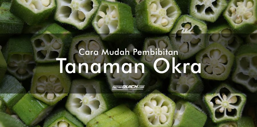 Cara Mudah Pembibitan Tanaman Okra