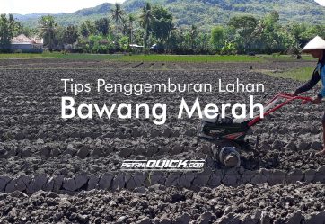 TIPS PENGGEMBURAN TANAH UNTUK BAWANG MERAH