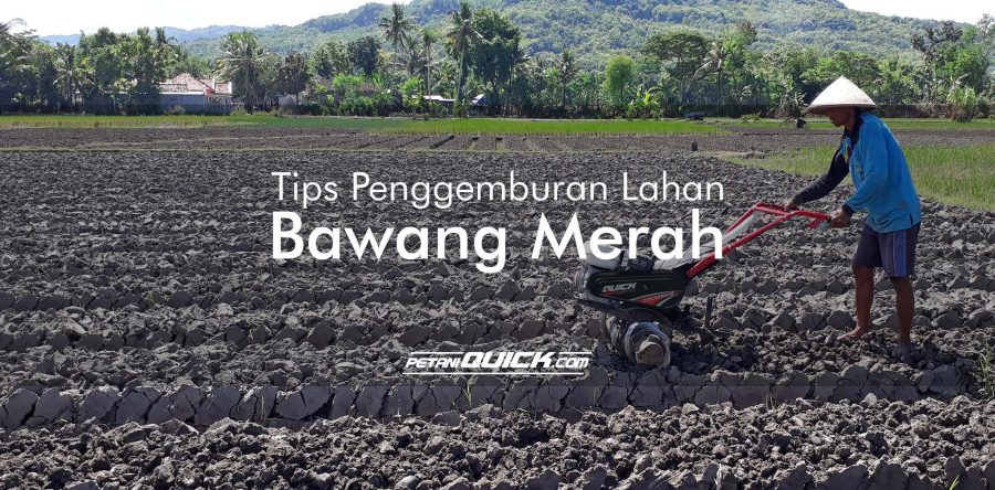TIPS PENGGEMBURAN TANAH UNTUK BAWANG MERAH