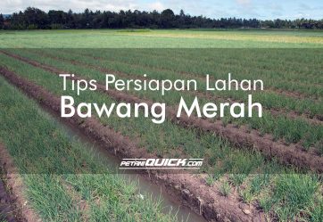 TIPS PERSIAPAN LAHAN BAWANG MERAH