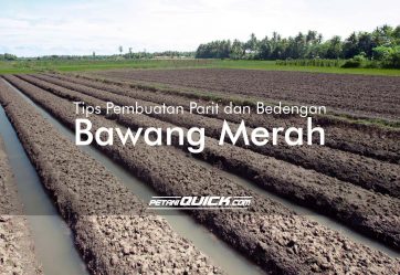 TIPS PEMBUATAN PARIT DAN BEDENGAN UNTUK BAWANG MERAH