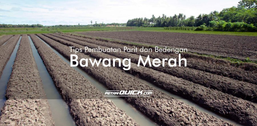 TIPS PEMBUATAN PARIT DAN BEDENGAN UNTUK BAWANG MERAH