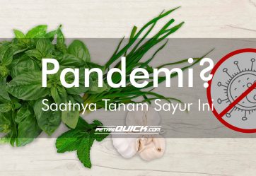 PANDEMI ? SAATNYA TANAM SAYUR-SAYUR INI