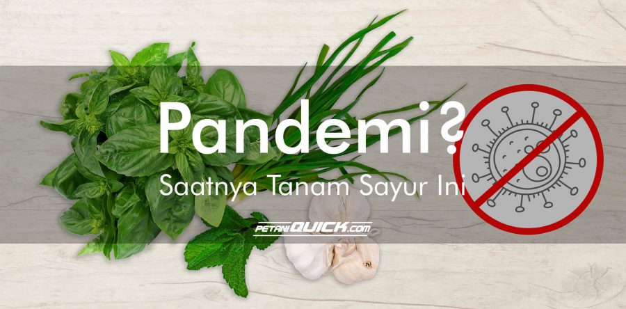 PANDEMI ? SAATNYA TANAM SAYUR-SAYUR INI
