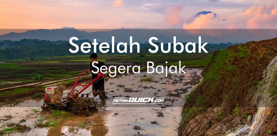 SETELAH SUBAK, SEGERA BAJAK!