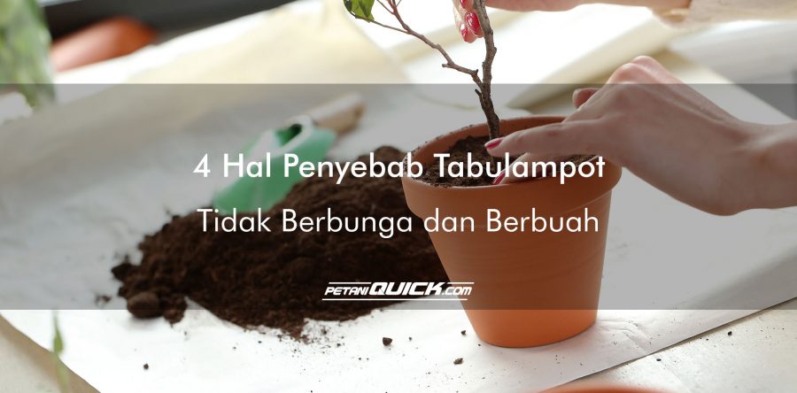 4 HAL PENYEBAB TABULAMPOT TIDAK BERBUNGA DAN BERBUAH