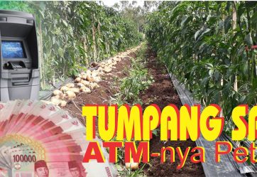 TUMPANG SARI ATM-NYA PETANI