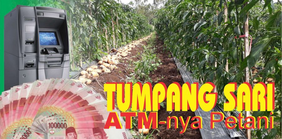 TUMPANG SARI ATM-NYA PETANI