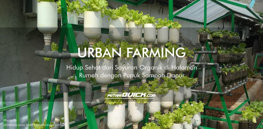 URBAN FARMING