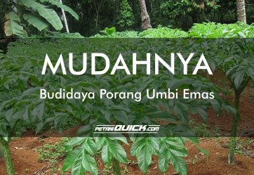 MUDAHNYA BUDIDAYA PORANG UMBI EMAS