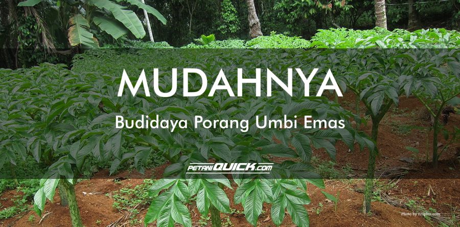 MUDAHNYA BUDIDAYA PORANG UMBI EMAS