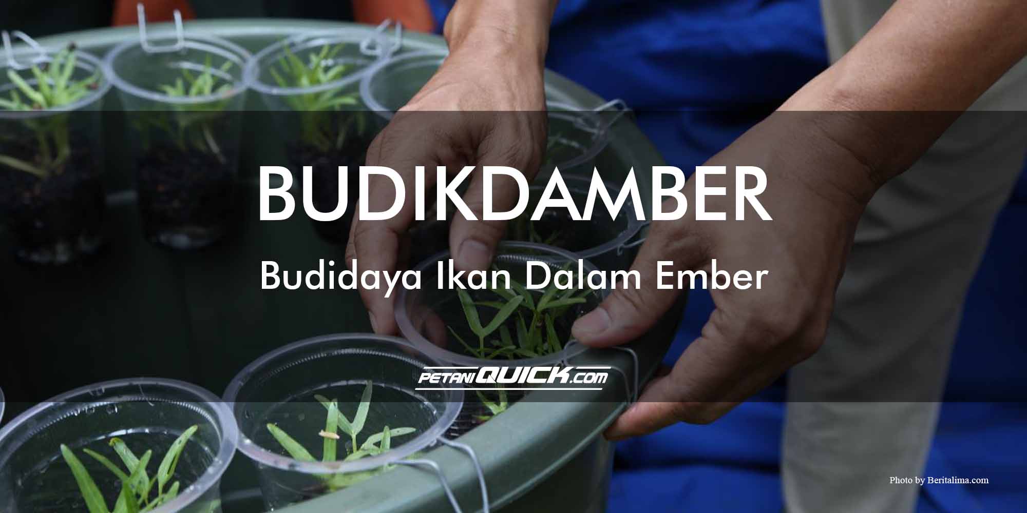 BUDIKDAMBERBudaya Ikan Dalam Ember | Petani Quick