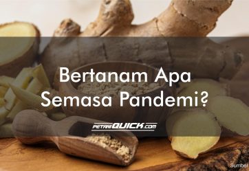 BERTANAM APA SEMASA PANDEMI?