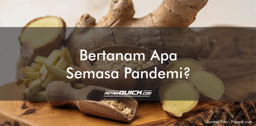 BERTANAM APA SEMASA PANDEMI?