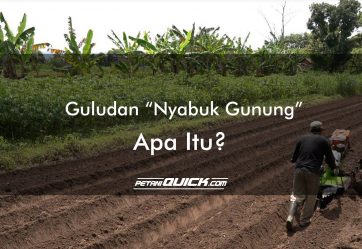 Guludan “Nyabuk Gunung”. Apa Itu?