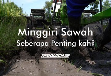 Minggiri Sawah, Seberapa Pentingkah?