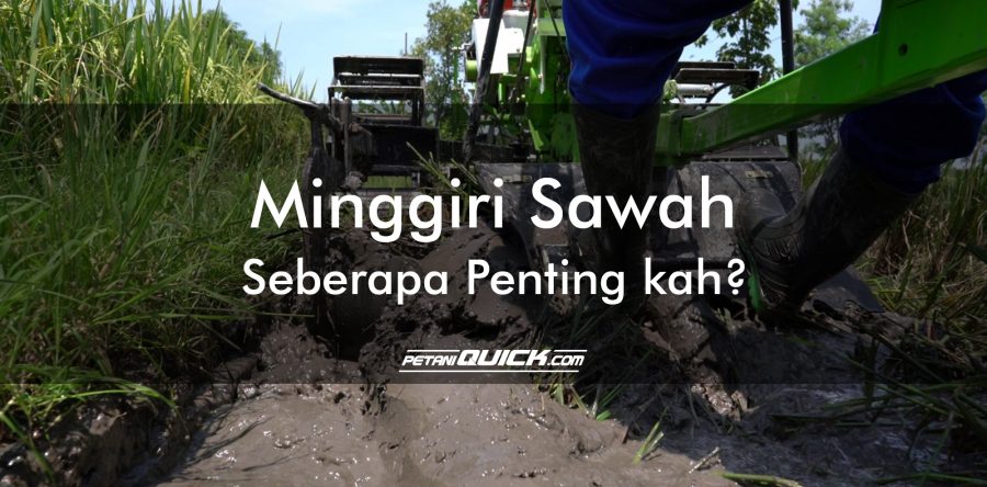 MINGGIRI SAWAH SEBERAPA PENTING KAH ?