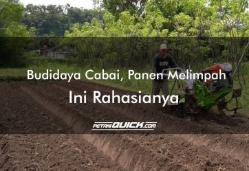 Budidaya Cabai, Panen Melimpah, Ini Rahasianya