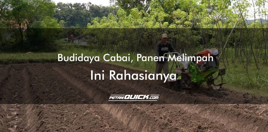 Budidaya Cabai, Panen Melimpah, Ini Rahasianya