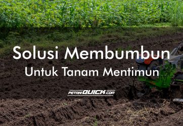 Solusi Membumbun untuk Tanam Mentimun