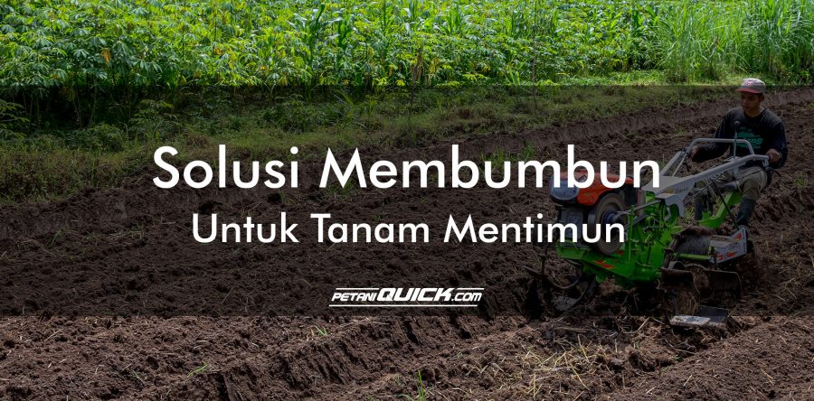 SOLUSI MEMBUMBUN UNTUK TANAM MENTIMUN