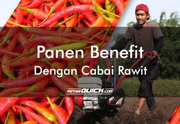 Panen Benefit dengan Cabai Rawit