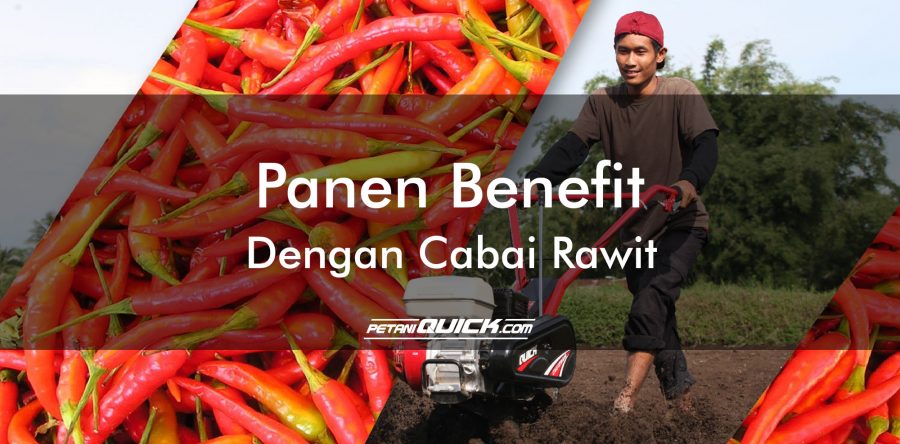 PANEN BENEFIT DENGAN CABAI RAWIT