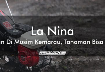 La Nina: Hujan di Musim Kemarau, Tanaman Bisa Mati