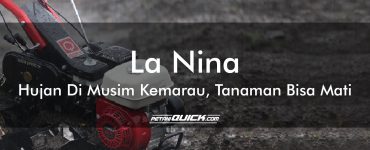 LA NINA, HUJAN DI MUSIM KEMARAU, TANAMAN BISA MATI