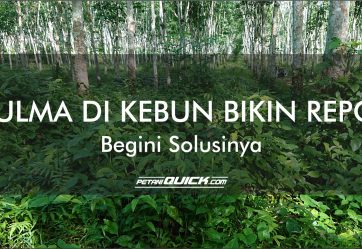 Gulma di Kebun Bikin repot? Begini Solusinya