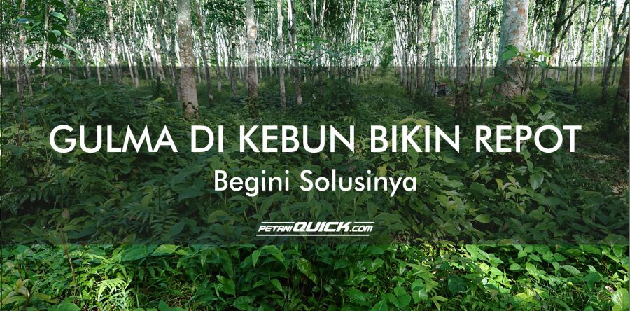 GULMA DI KEBUN BIKIN REPOT, BEGINI SOLUSINYA