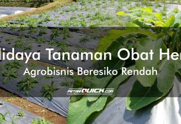 Budidaya Tanaman Obat Herbal, Agrobisnis Beresiko Rendah