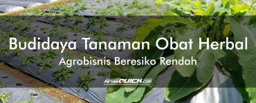 Budidaya Tanaman Obat Herbal, Agrobisnis Beresiko Rendah