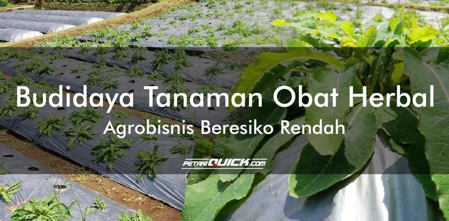 Budidaya Tanaman Obat Herbal, Agrobisnis Beresiko Rendah